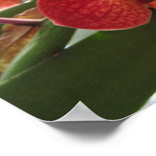 赤オーキッド ポスター (角)