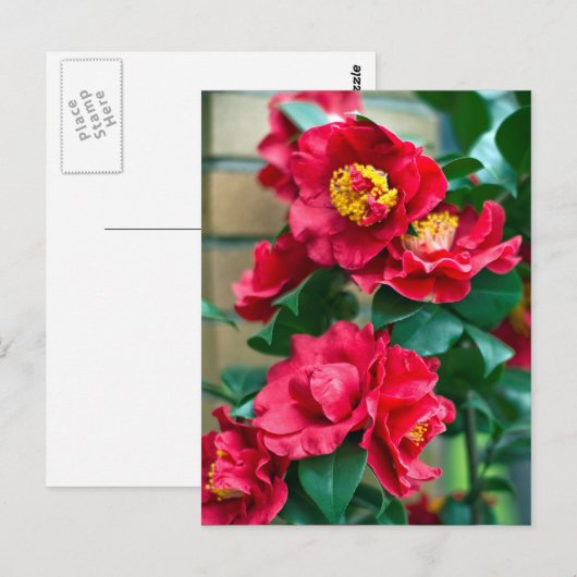 赤カメリア ポストカード (正面/裏面)
