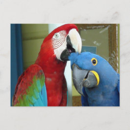 赤カラフルと青のマカス ポストカード