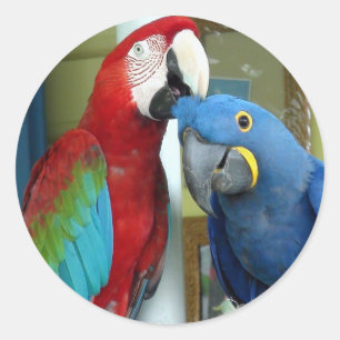 赤カラフルと青のマカス ラウンドシール