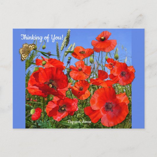 赤カラフルポピーフィールドカスタム文字 ポストカード (正面)