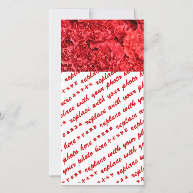 赤カーネーション (正面)