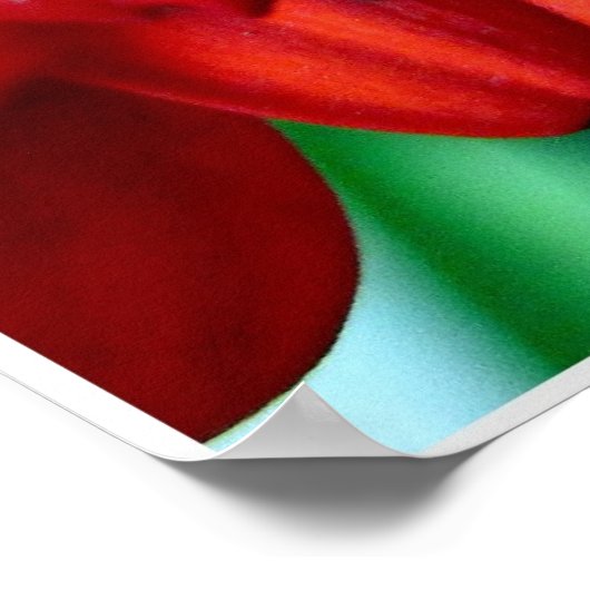 赤ガーベラ ポスター (角)