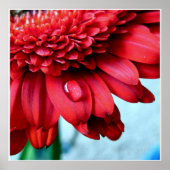 赤ガーベラ ポスター (正面)