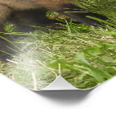 赤キツネの母と子ども フォトプリント            (角)