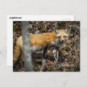 赤キツネはがき ポストカード (正面/裏面)