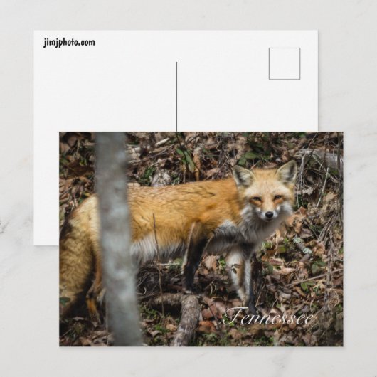 赤キツネはがき ポストカード (正面/裏面)