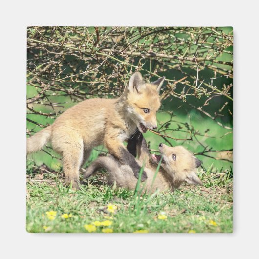 赤キツネキット遊ズ マグネット (正面)