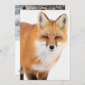 赤キツネポートレート シーズンカード (正面/裏面)