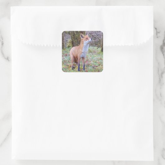 赤キツネ スクエアシール (バッグ)