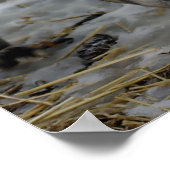 赤キツネ ポスター (角)