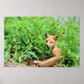 赤キツネ ポスター (正面)