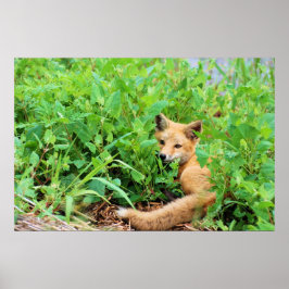 赤キツネ ポスター