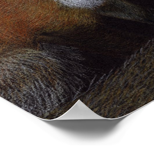 赤キツネ ポスター (角)