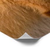 赤キツネ ポスター (角)