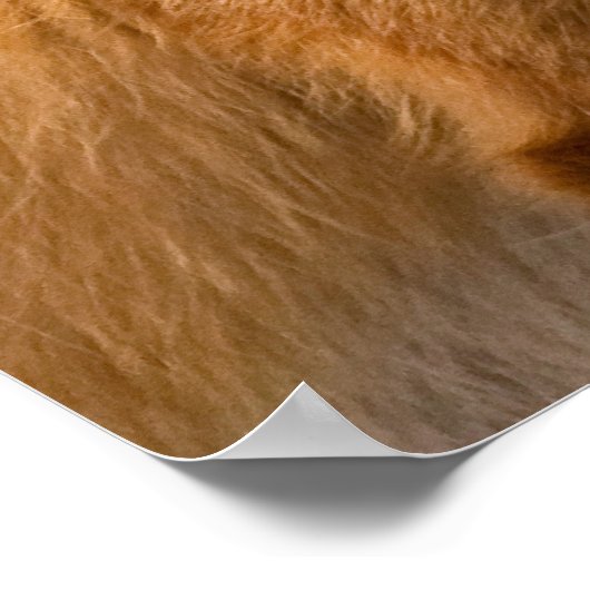 赤キツネ ポスター (角)