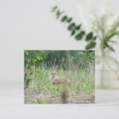 赤キツネ ポストカード (スタンド正面)