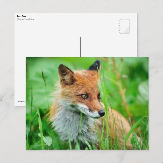 赤キツネ ポストカード (正面/裏面)