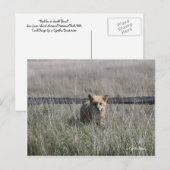 赤キツネ ポストカード (正面/裏面)