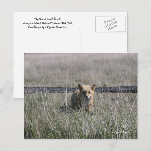 赤キツネ ポストカード (正面/裏面)