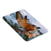 赤キツネ | Snow in Winter, Montana マグネット (右側)