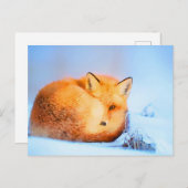 *~*赤キツネAp18芸術的の絵を描野生生物アート ポストカード (正面/裏面)