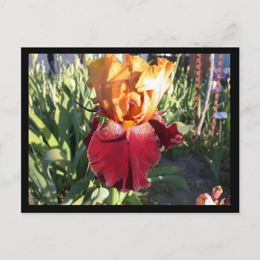 赤キャニオングロー ポストカード (正面)