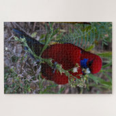 赤クリムゾンロセラ食べバードの1014ピース ジグソーパズル (横)