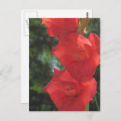 赤グラジオラスのポストカード ポストカード (正面/裏面)