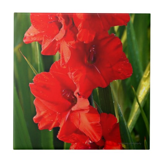 赤グラジオラス タイル (正面)