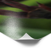 赤グラジオラス フォトプリント            (角)