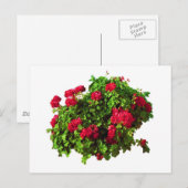 赤ゲラニウム ポストカード (正面/裏面)