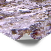 赤コリス ポスター (角)