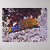 赤コリス ポスター (正面)