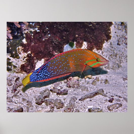 赤コリス ポスター (正面)