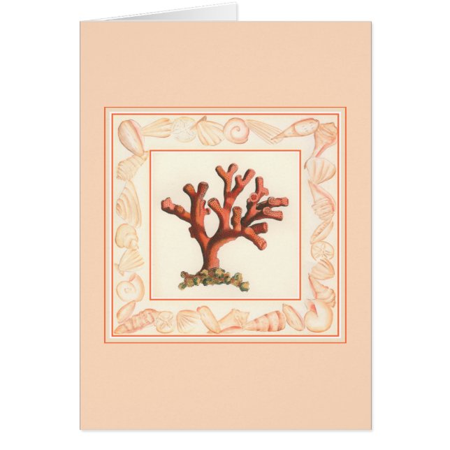 赤サンゴ貝縁ど殻 (正面)