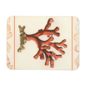 赤サンゴ貝縁ど殻 マグネット (横)