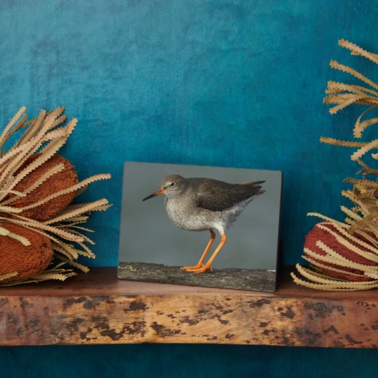 赤シャンク | Tringa Totanus フォトプラーク (側面)