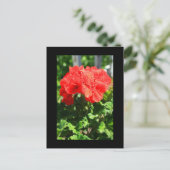 赤ゼラニウム花はがき ポストカード (スタンド正面)