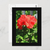 赤ゼラニウム花はがき ポストカード (正面/裏面)