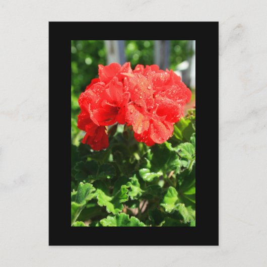 赤ゼラニウム花はがき ポストカード (正面)