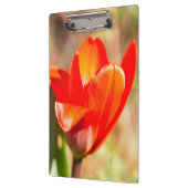 赤チューリップの花 クリップボード (左)