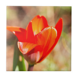 赤チューリップの花 タイル