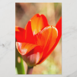 赤チューリップの花 便箋