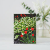 赤チューリップスとホスタ植物プリントはがき ポストカード (スタンド正面)