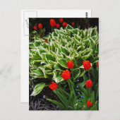 赤チューリップスとホスタ植物プリントはがき ポストカード (正面/裏面)