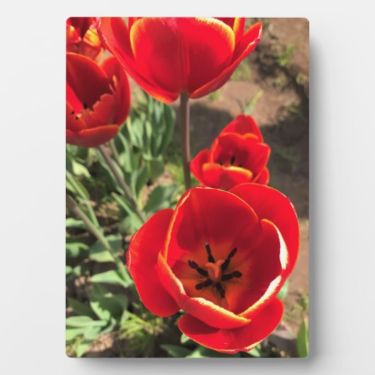 赤チューリップ内側 フォトプラーク (正面)
