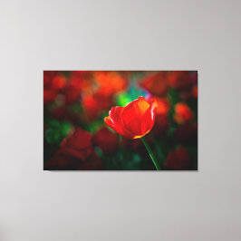 赤チューリップ キャンバスプリント