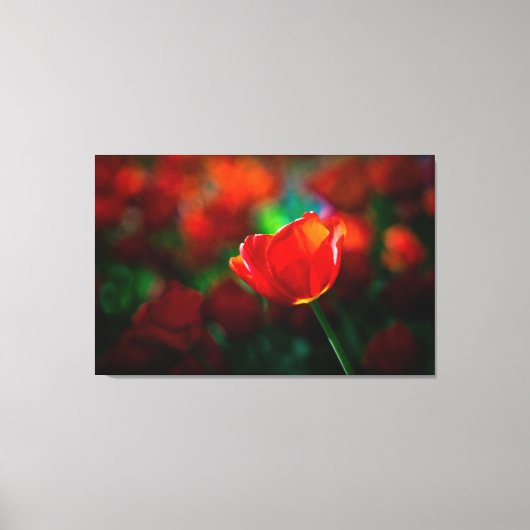 赤チューリップ キャンバスプリント (正面)