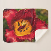 赤チューリップ シェルパブランケット (正面(横))